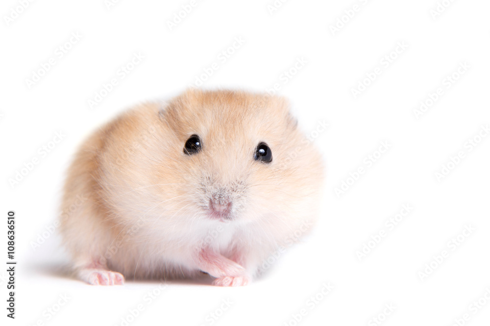 Portrait of a little hamster on an isolated background Portrait of a little hamster on an isolated background