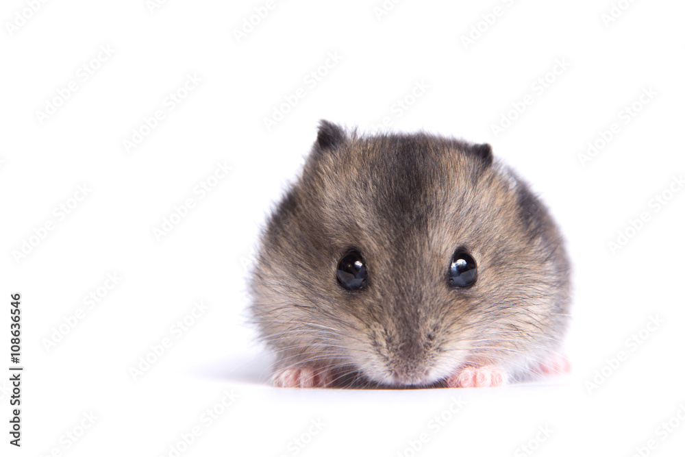 Portrait of a little hamster on an isolated background Portrait of a little hamster on an isolated background