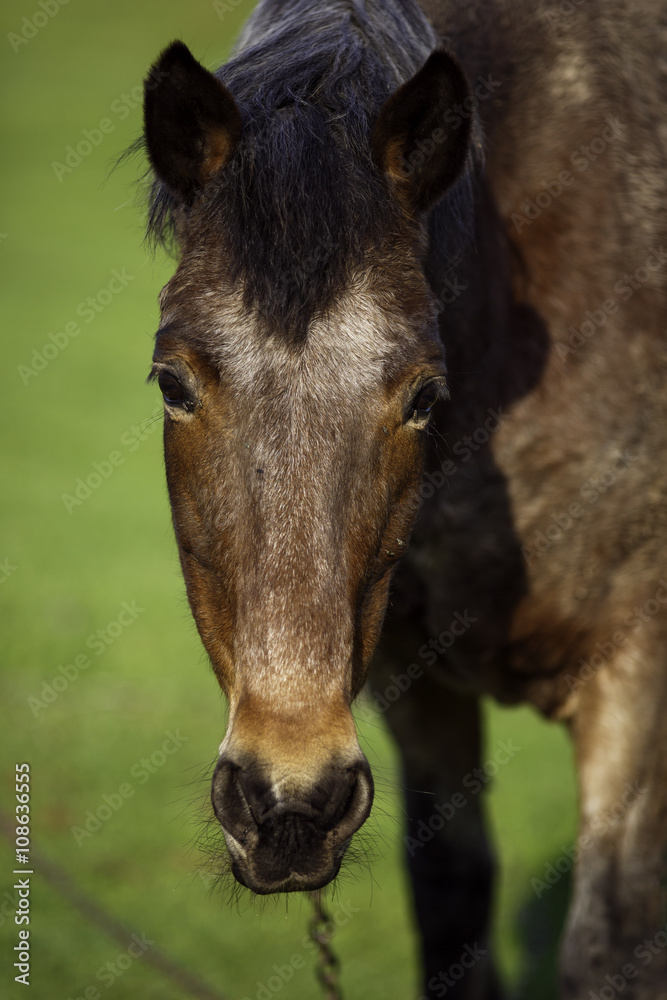 Horse on a grass background in the Ukrainian village Horse on a grass background in the Ukrainian village