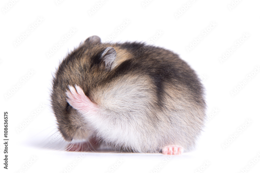 Portrait of a little hamster on an isolated background Portrait of a little hamster on an isolated background