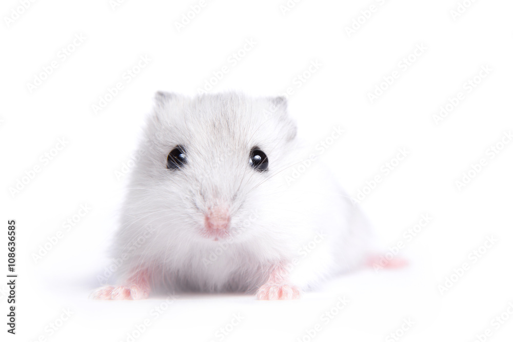 Portrait of a little hamster on an isolated background Portrait of a little hamster on an isolated background