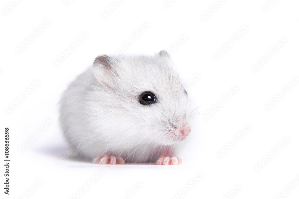 Portrait of a little hamster on an isolated background Portrait of a little hamster on an isolated background
