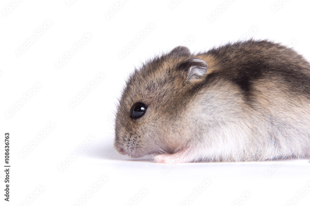 Portrait of a little hamster on an isolated background Portrait of a little hamster on an isolated background