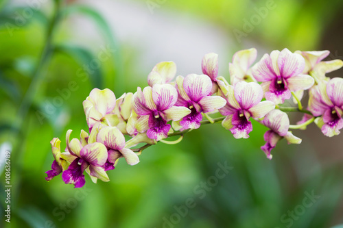 purple orchids in the garden