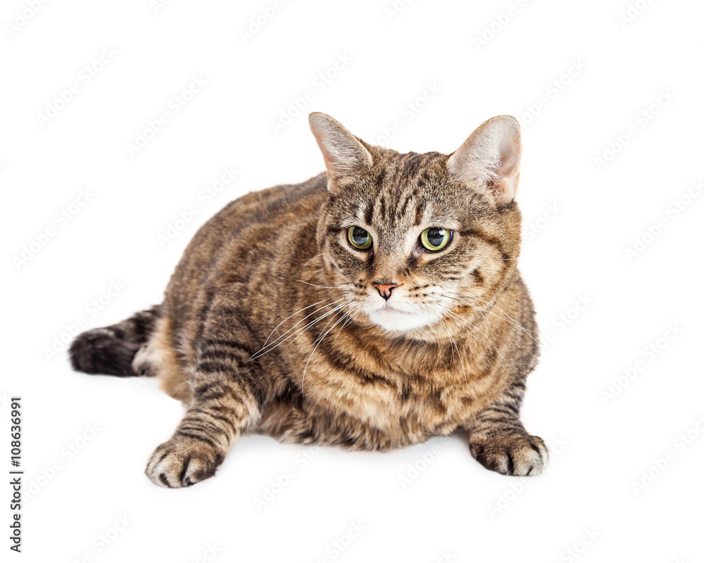 Tabby Cat Laying Looking Side Over White Tabby Cat Laying Looking Side Over White