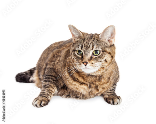 Tabby Cat Laying Looking Side Over White