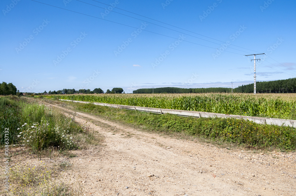Poplar groves and cornfields in the plain of the River Esla, in Leon Province, Spain Poplar groves and cornfields in the plain of the River Esla, in Leon Province, Spain