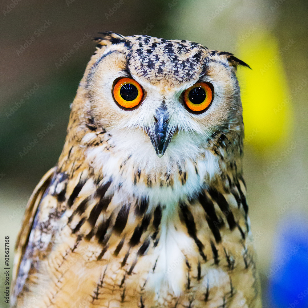 Fototapeta premium Eagle Owl/An eagle owl