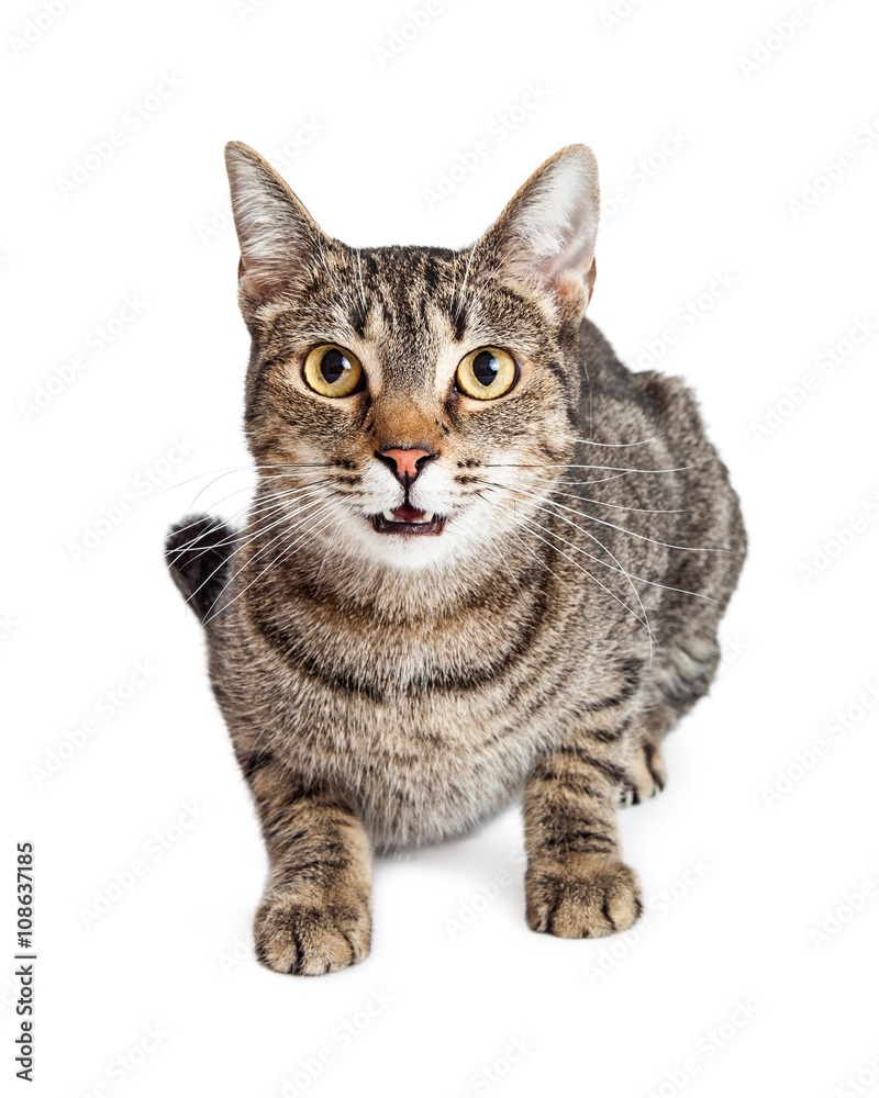 Fototapeta premium Tabby Cat Talking Looking Forward