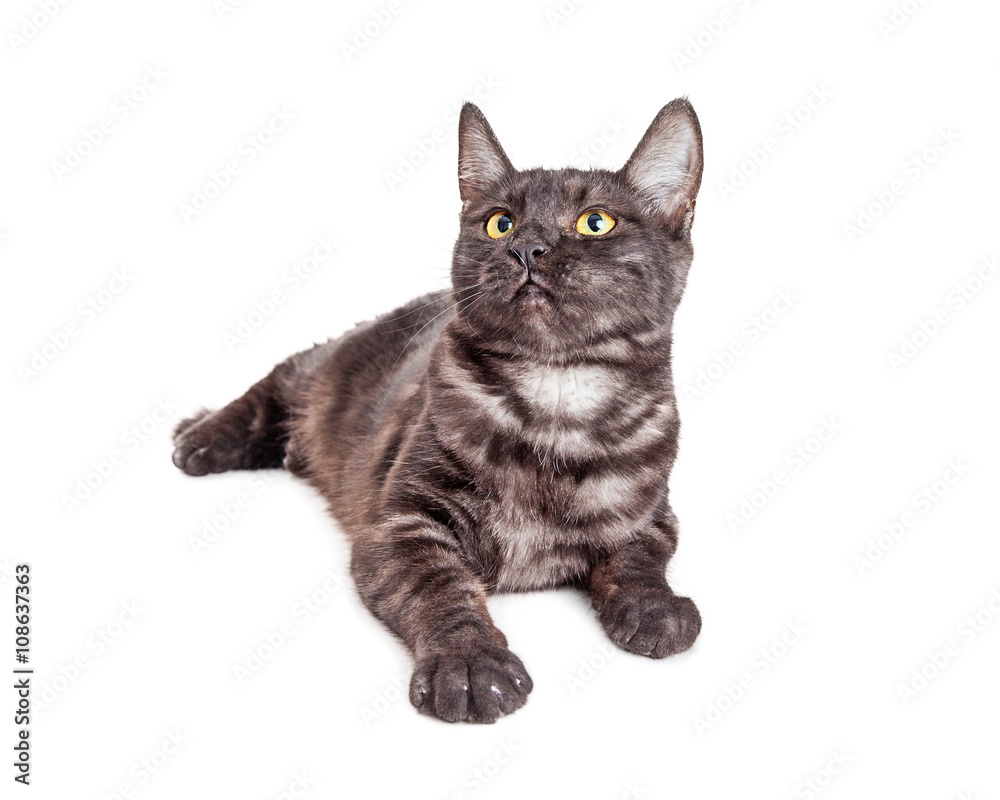 Young Black and Grey Tabby Cat Looking Up Young Black and Grey Tabby Cat Looking Up
