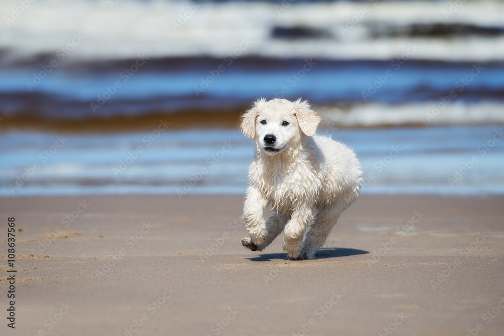 golden retriever puppy running on a beach golden retriever puppy running on a beach
