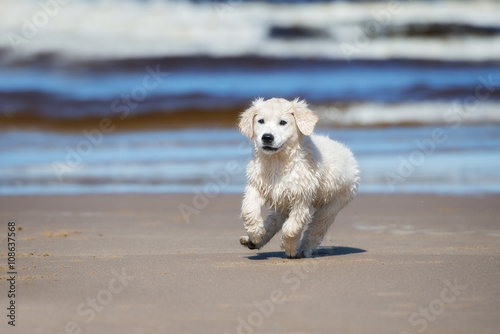 golden retriever puppy running on a beach