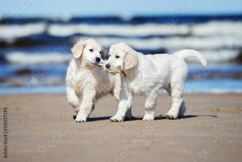 two golden retriever puppies on a beach