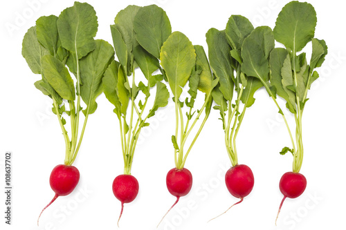 Five raw organic small garden radishes with leaves isolated on white background
