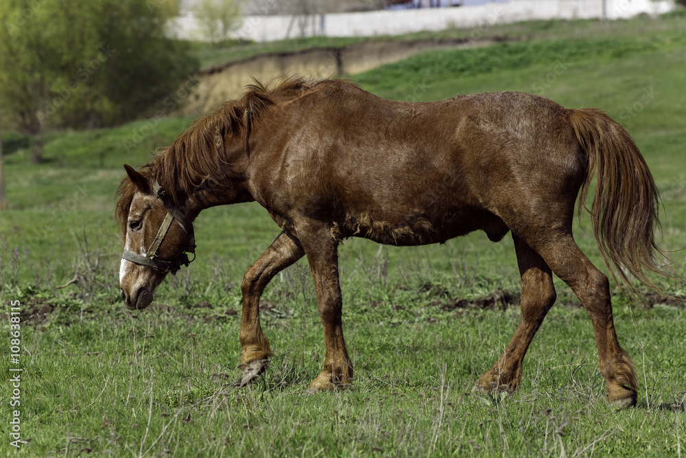 Horse on a grass background in the Ukrainian village Horse on a grass background in the Ukrainian village
