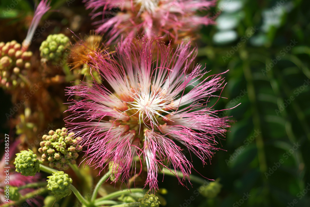 Flower of rain tree. (Samanea saman (Jacq.)) Flower of rain tree. (Samanea saman (Jacq.))