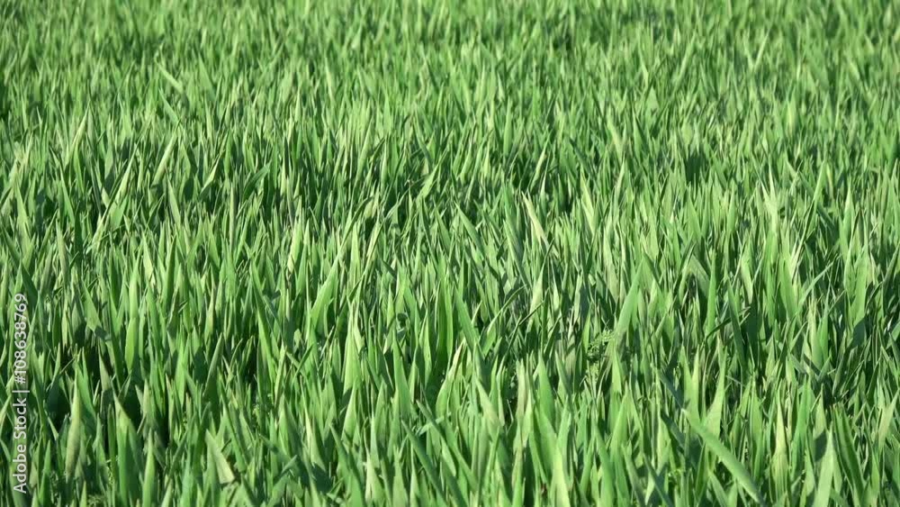 das Gras einer grünen Wiese weht im Wind