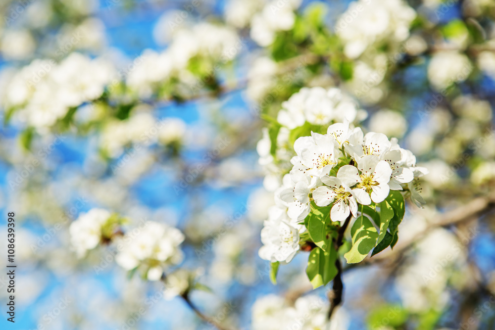 Flowering branch of pear Flowering branch of pear