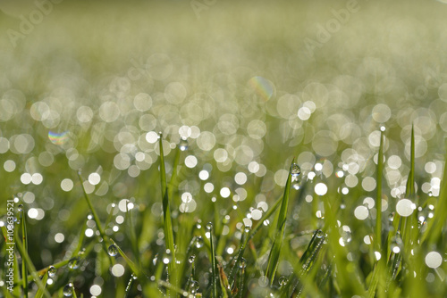 Early morning dew on grass