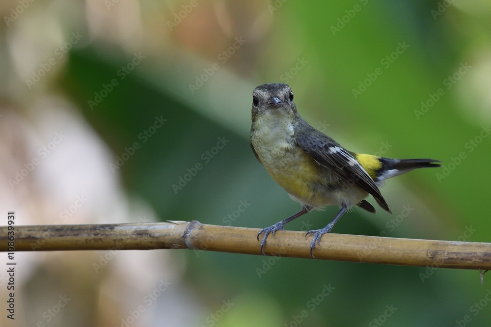 Obraz premium Yellow-rumped Flycatcher