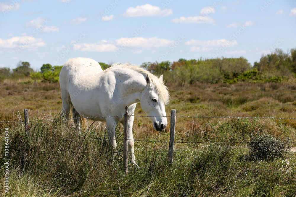 la camargue 