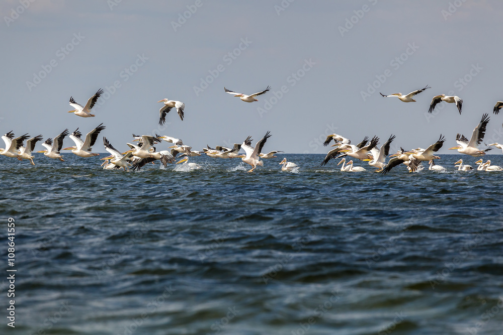soaring flock of pink pelicans