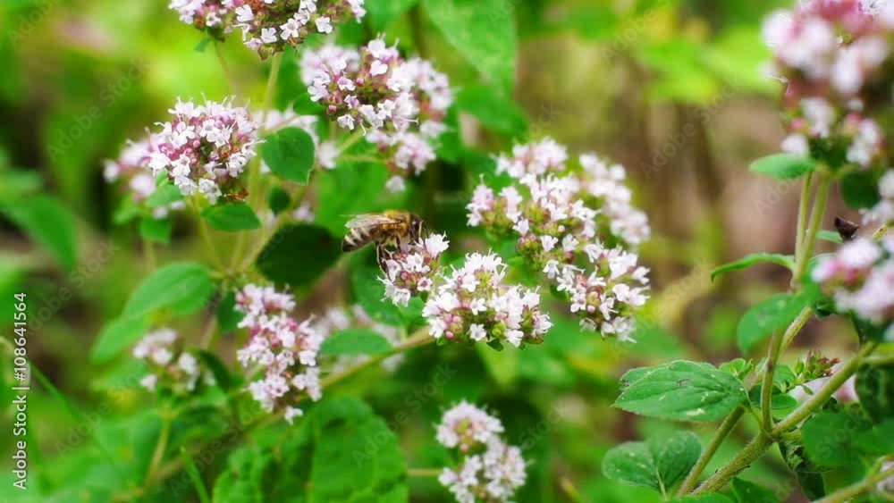 Bee sitting on the flowering plant and feeding, steadycam shot
Bee sitting on the flowering plant and feeding, steadycam shot