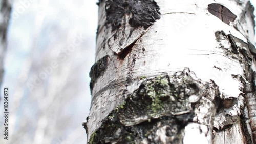 Birch Birch Sap Drips
