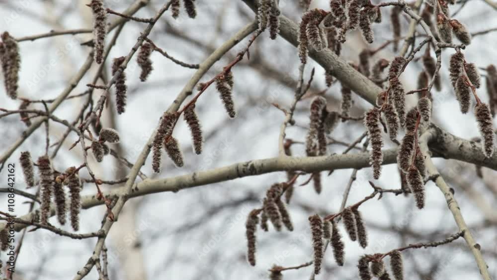 aspen ear rings have blossomed in the spring aspen ear rings have blossomed in the spring