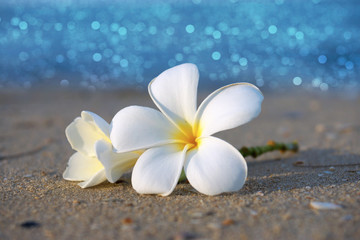 Keuken achterwand Frangipani Twee plumeria bloemen op strandzand  © noppharat