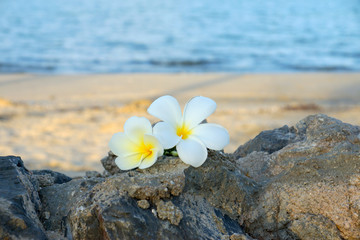 Keuken achterwand Frangipani Plumeria bloemen op zandsteen  © noppharat