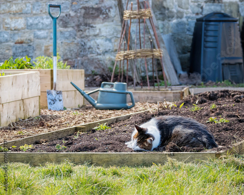 Cat Resting In Rustic Home Vegetable Patch Garden. Pet Animal Asleep