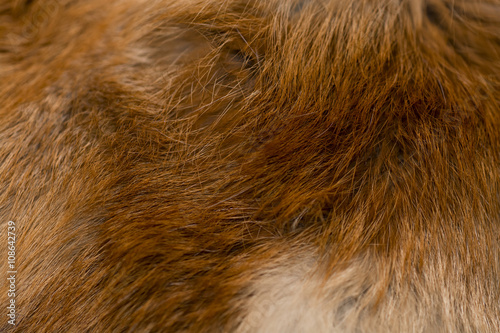 Wallpaper Mural Classy red fox fur Torontodigital.ca