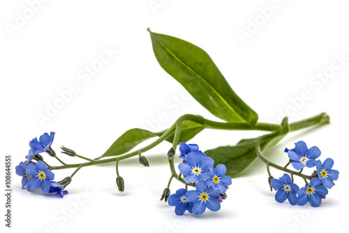 Fototapeta Naklejka Na Ścianę i Meble -  Light blue flowers of Forget-me-not (Myosotis arvensis), isolate