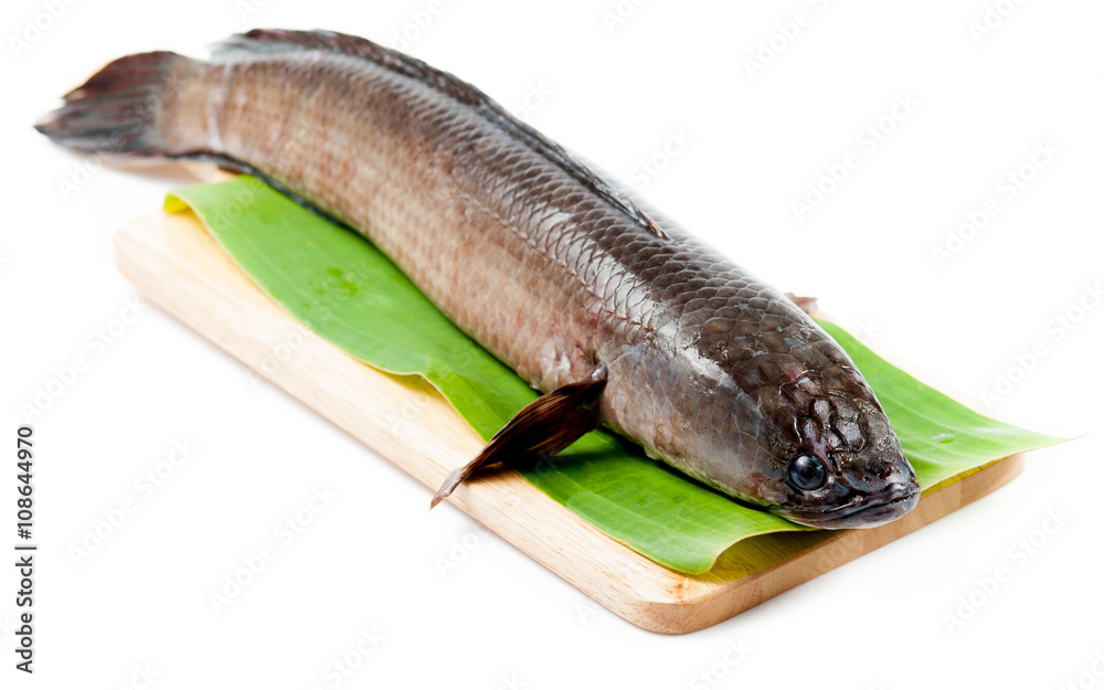 fish meat and Giant snakehead fish with spices fish meat and Giant snakehead fish with spices