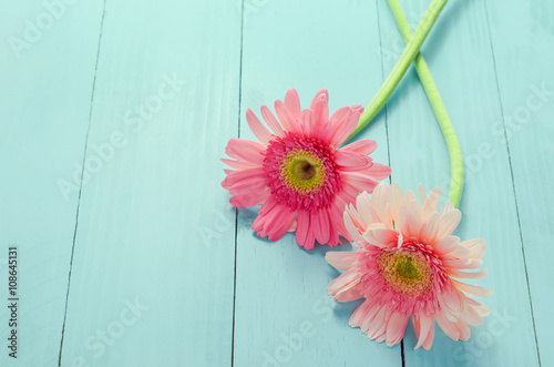 Fototapeta Naklejka Na Ścianę i Meble -  Pink Gerbera flowers on blue wooden background