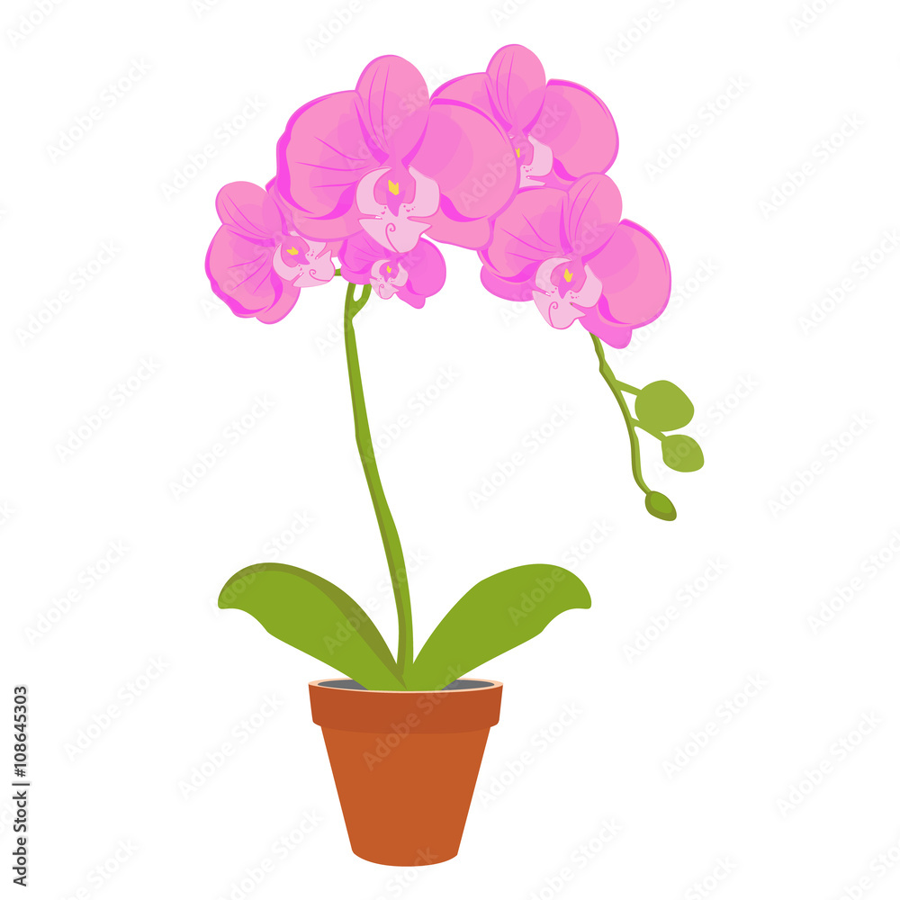 Orchid flower vector Orchid flower vector