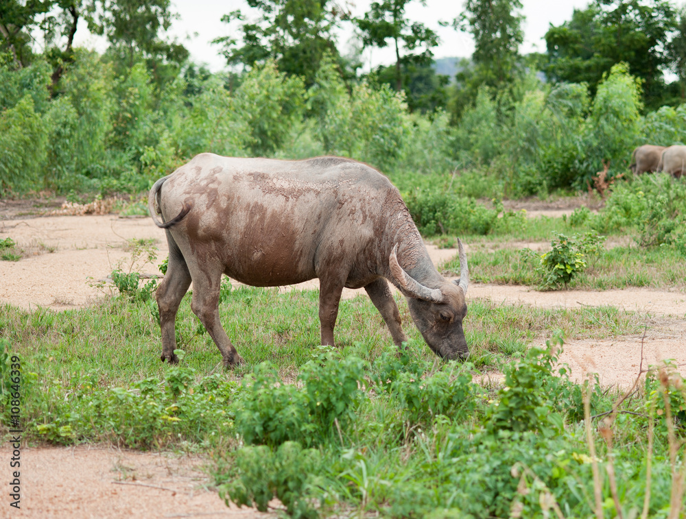 buffalo eating grass in field.