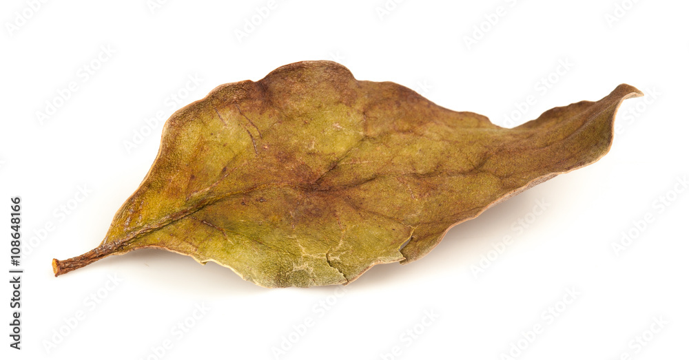 Fototapeta premium Tropical dry leaves set isolated on white.