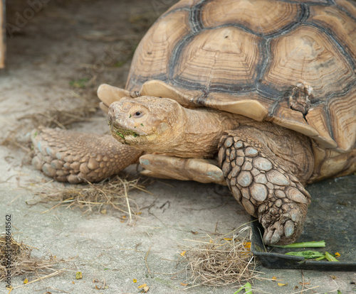 A giant African spurred tortoise © showcake