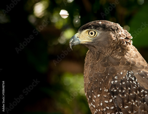 Red-Tailed Hawk has an intense stare as it looks to the left of