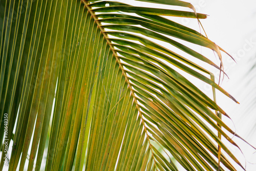 coconut leaves background