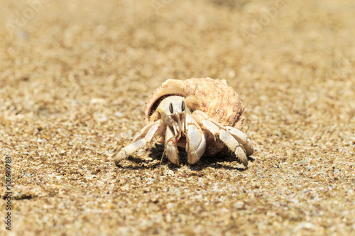 Hermit Crab in a screw shell