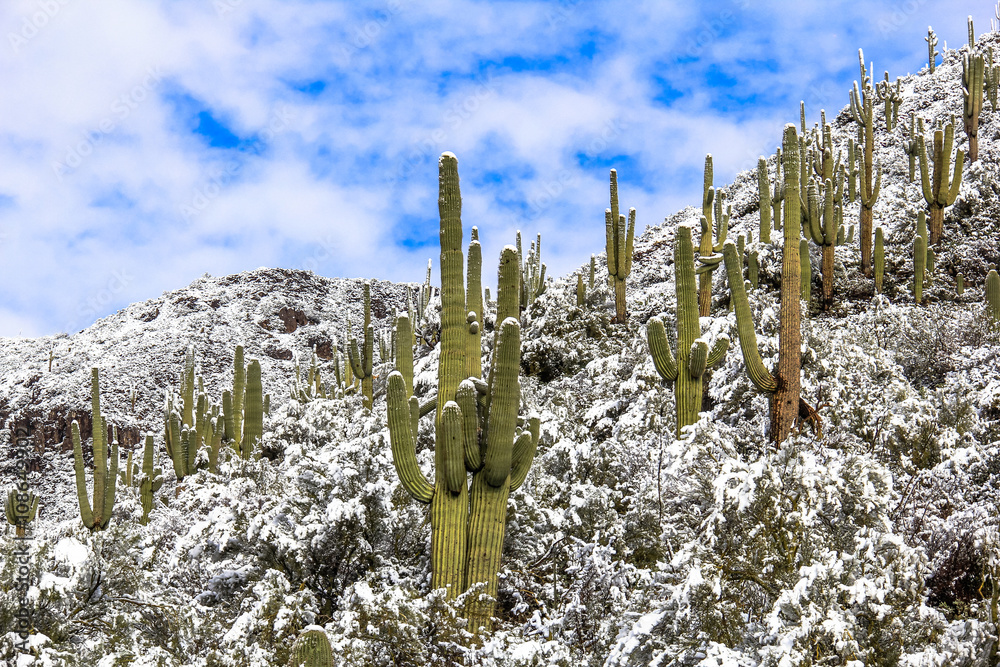 Fototapete mit Verschneite Saguaro-Kakteen in Arizona #108649902