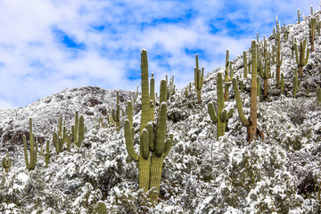 Poster Woestijnlandschap Besneeuwde saguaro cactussen in winter  © JSirlin