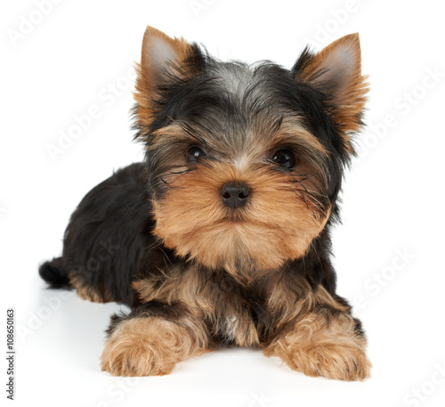 Charming puppy on white