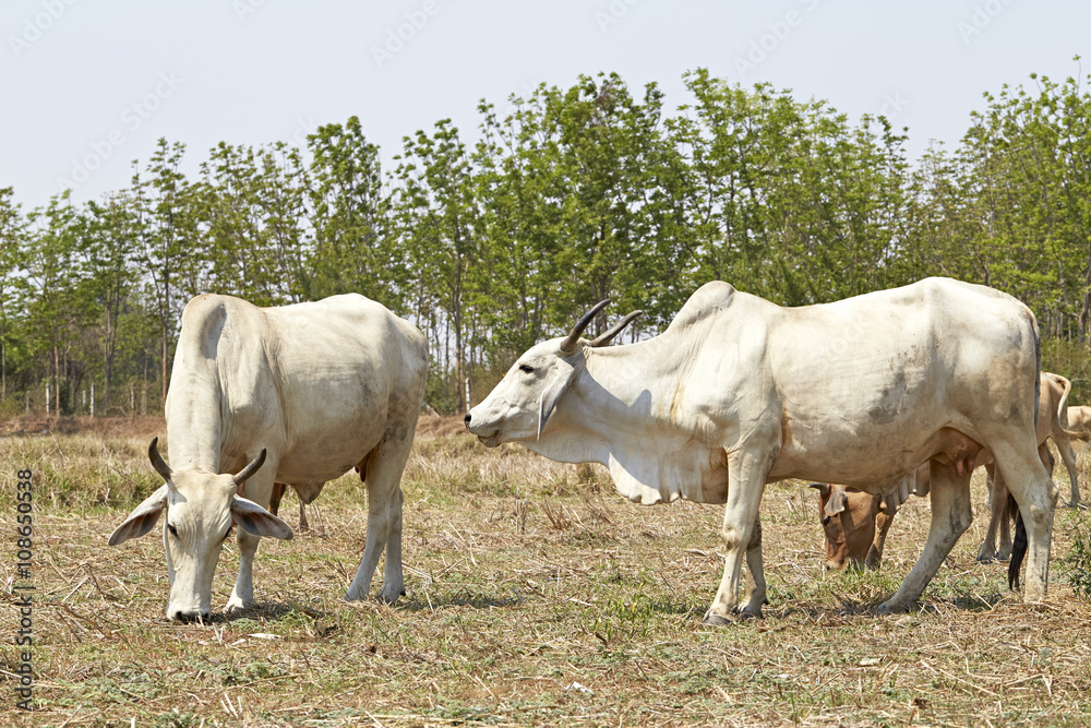 Obraz premium Cow