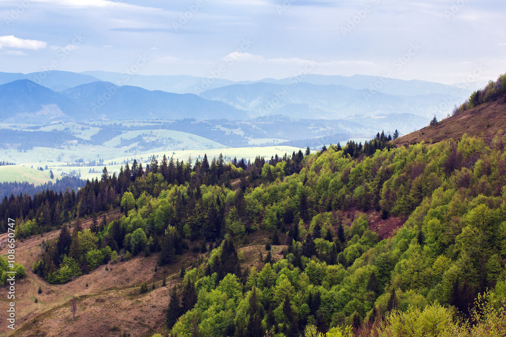 Fototapeta premium landscape of a Carpathians mountains with fir-tree and grassy va