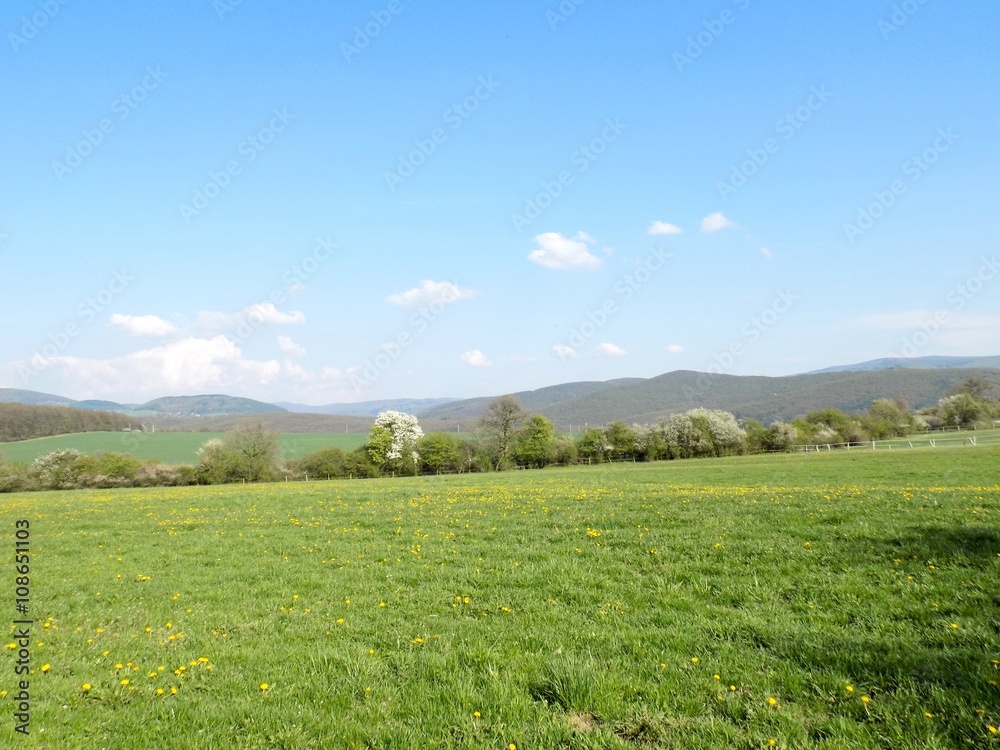 Meadow and forest