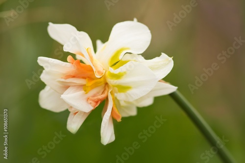 Gefüllte Narzisse / Narcissus filled photo